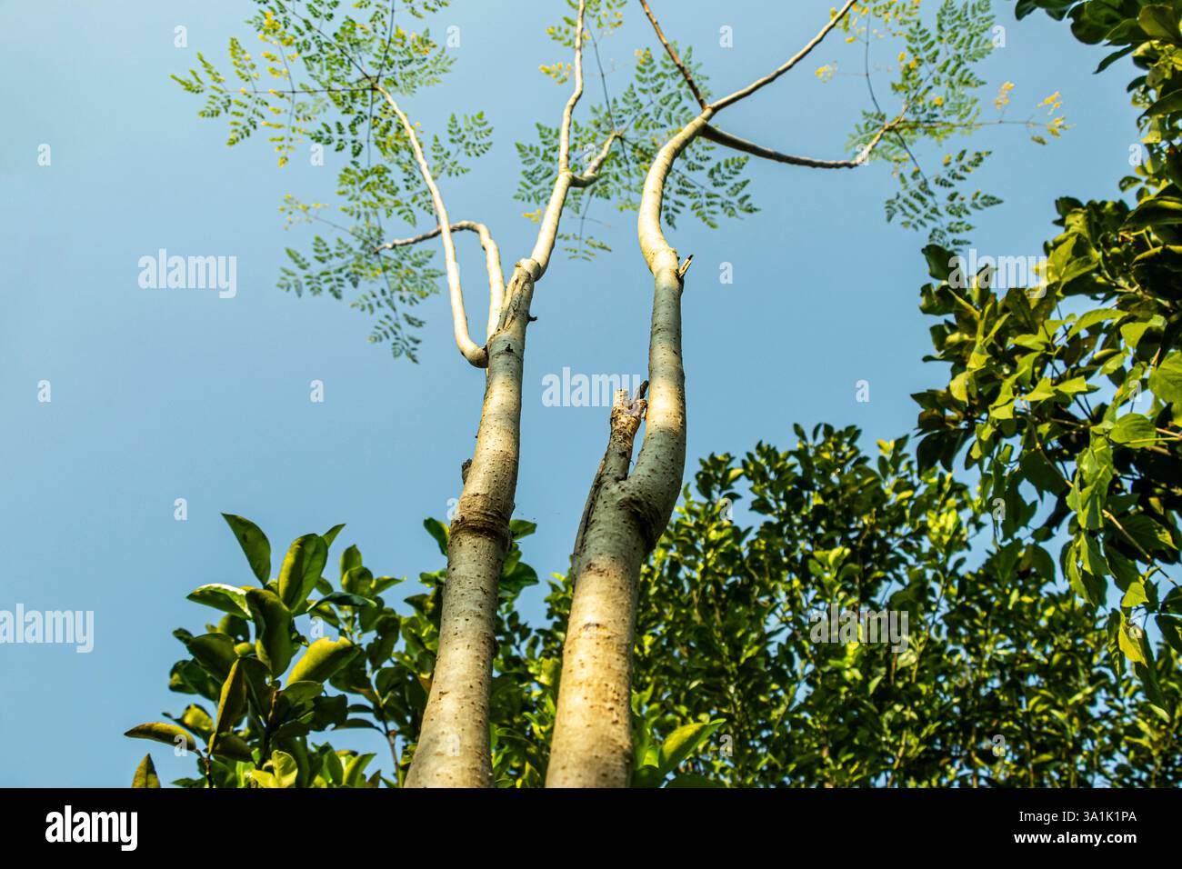 L'albero di Moringa, o albero di bacchetta, è un albero in rapida crescita. Lascia piccole, ovali e verdi brillanti con un aspetto sfumato Foto Stock