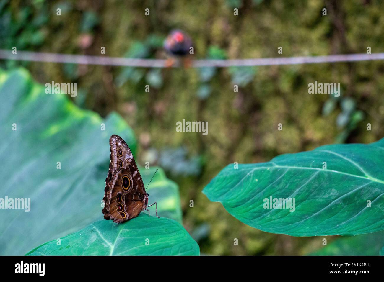 Blue Morpho Butterfly Morpho Peleides scivola attraverso Una foresta pluviale tropicale con vibranti ali Foto Stock