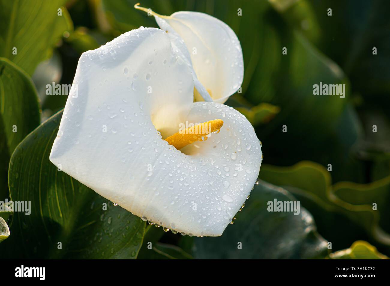Arum Lily bianco in giardino Foto Stock