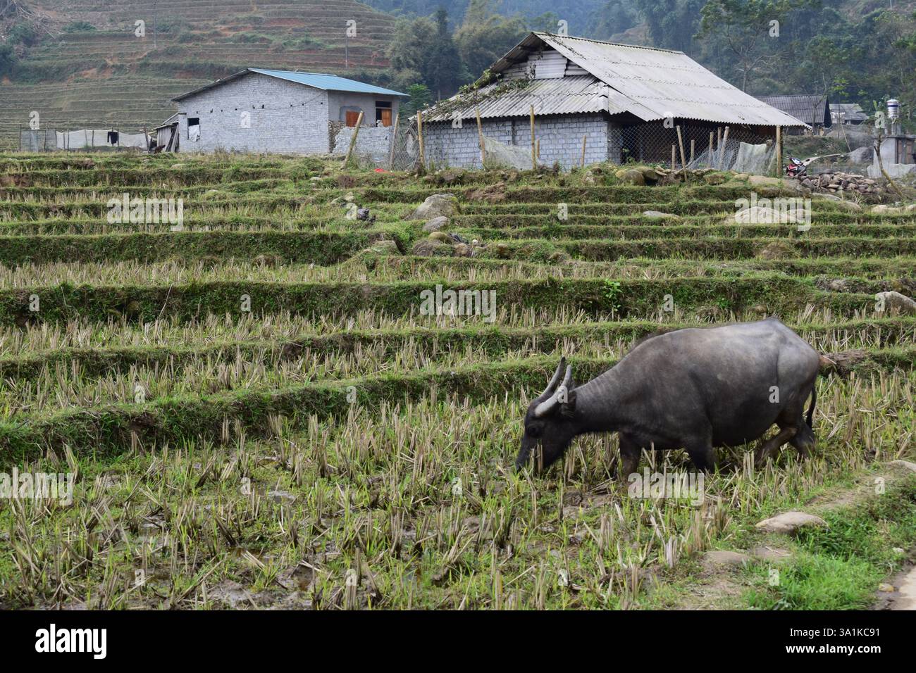 Un bufalo d'acqua che pascolava nei lussureggianti campi di riso del Vietnam, mostrando il fascino rurale e la vita agricola del paese. Foto Stock