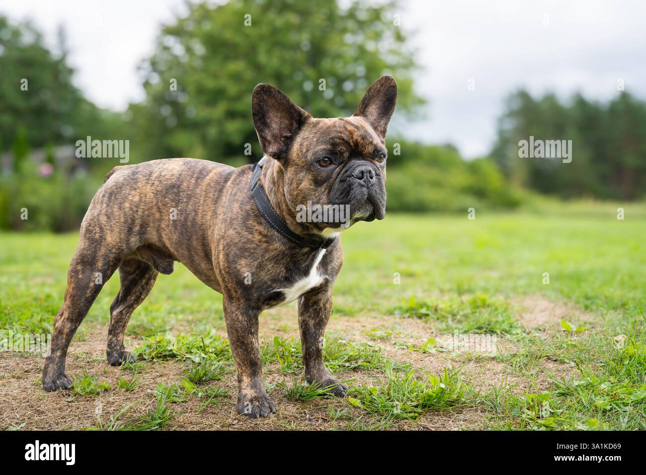 Bulldog francese Brindle in piedi sull'erba. Una vista del profilo di un bulldog francese brindle che cammina sull'erba. Bulldog francese Brindle a piedi all'aperto. Foto Stock