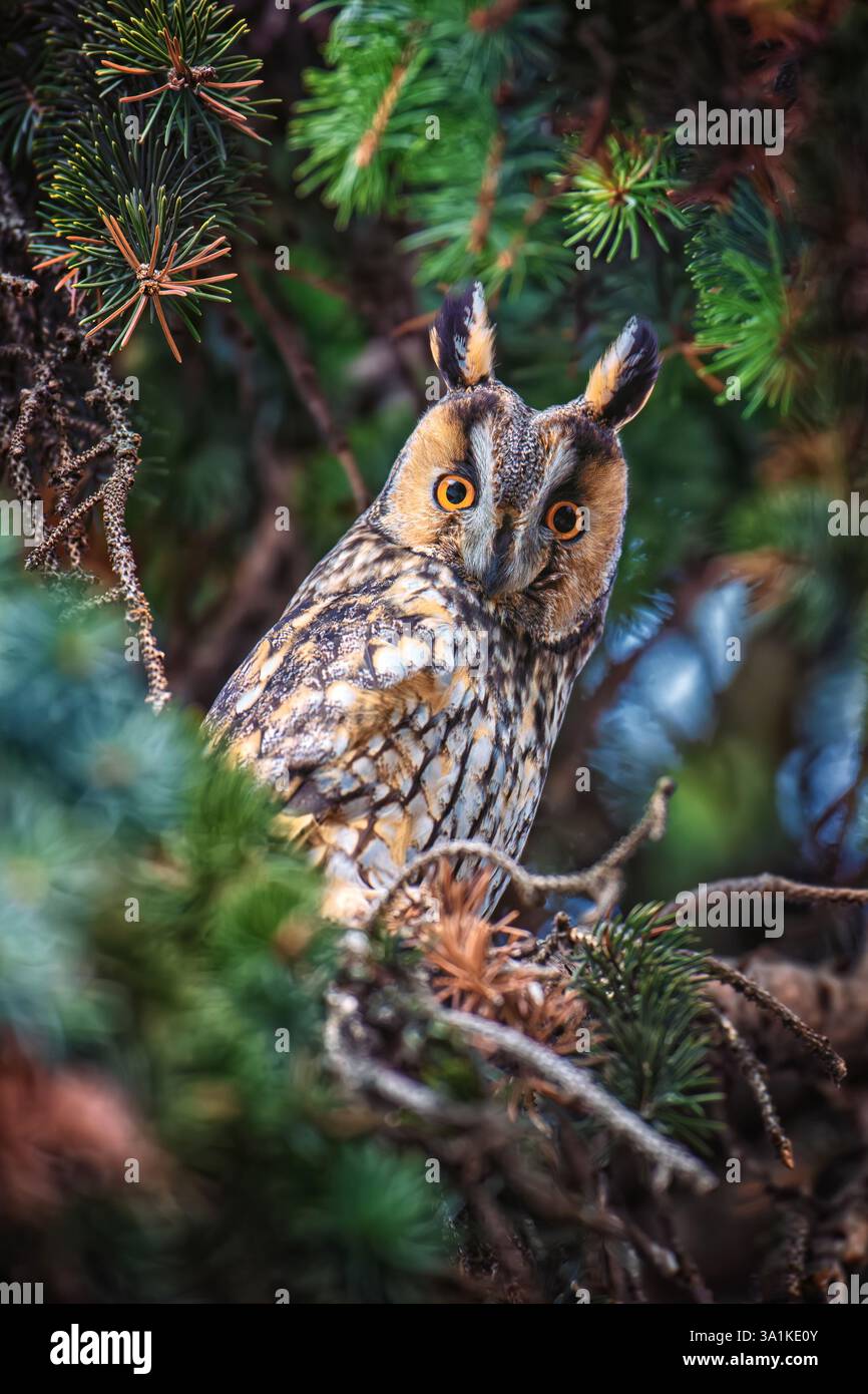 Un giovane gufo si arrocca tra i rami, con i suoi grandi occhi concentrati sulla fotocamera. Circondato da un verde fogliame, l'uccello mostra curiosità nel suo habitat naturale Foto Stock