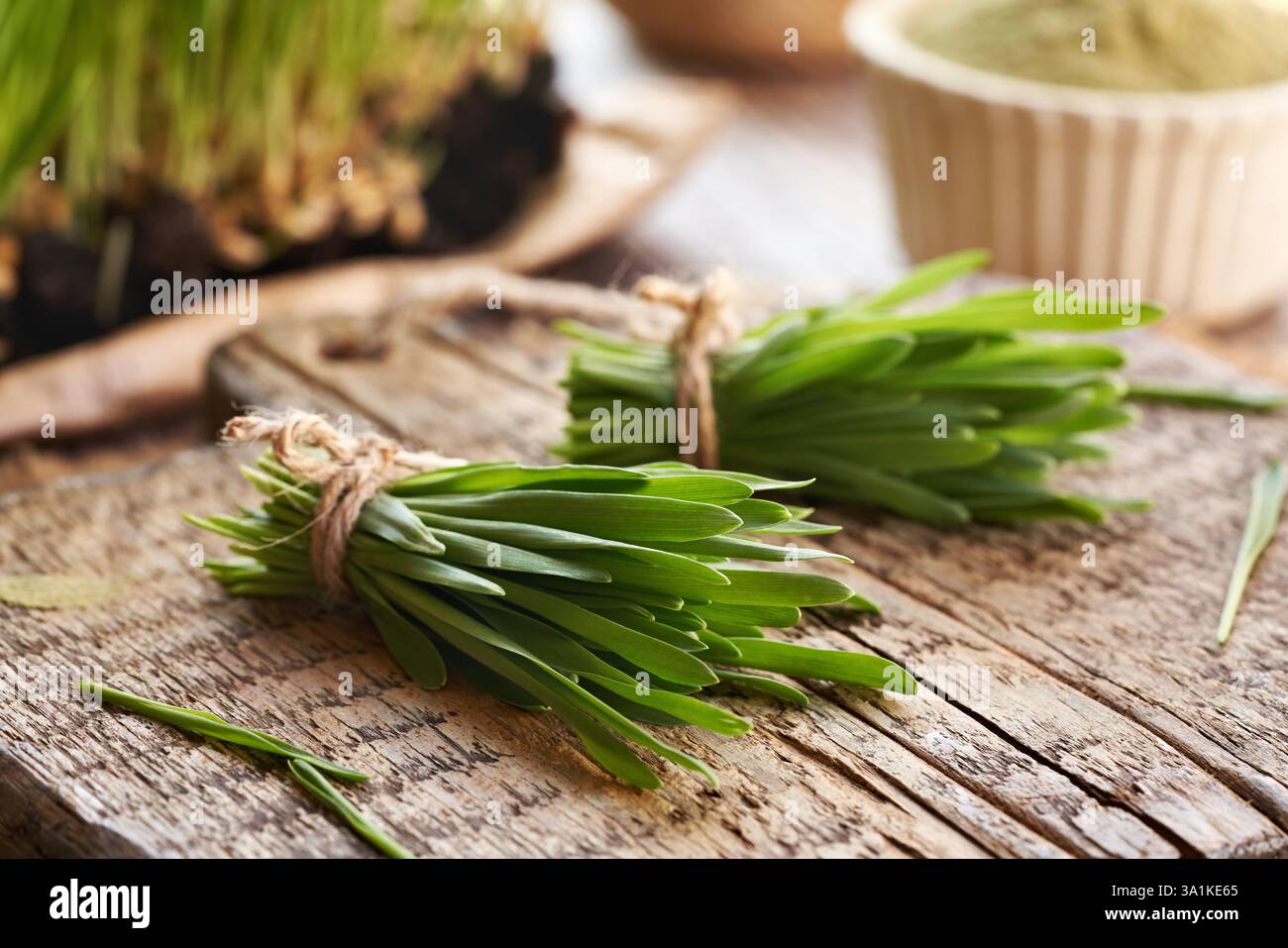 Lame e polvere di orzo verde freschi e fatti in casa Foto Stock