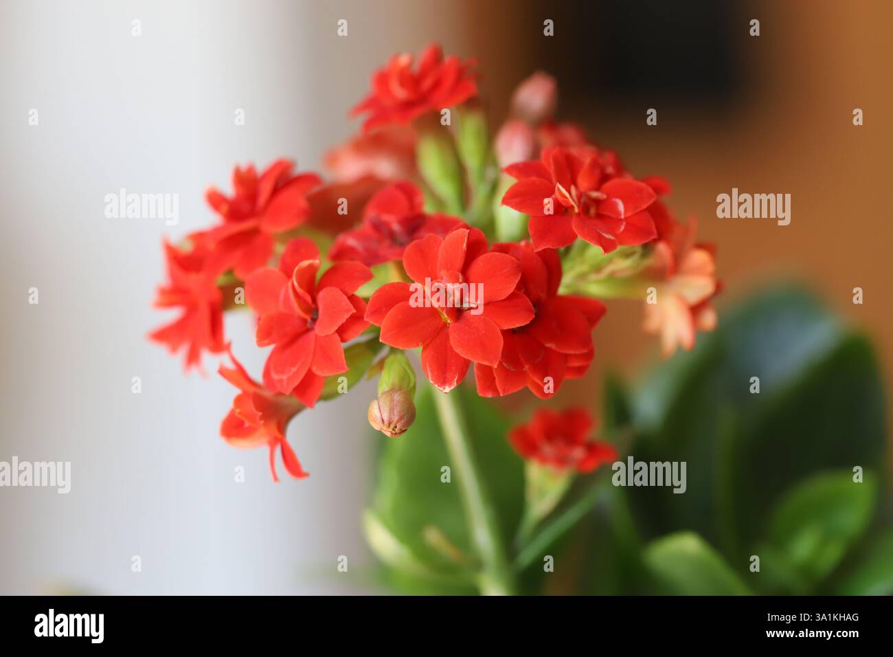 Fiorista kalanchoe primo piano (Kalanchoe blossfeldiana) Foto Stock