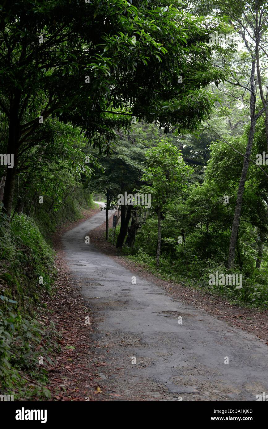 Una passeggiata attraverso fitti boschi Foto Stock
