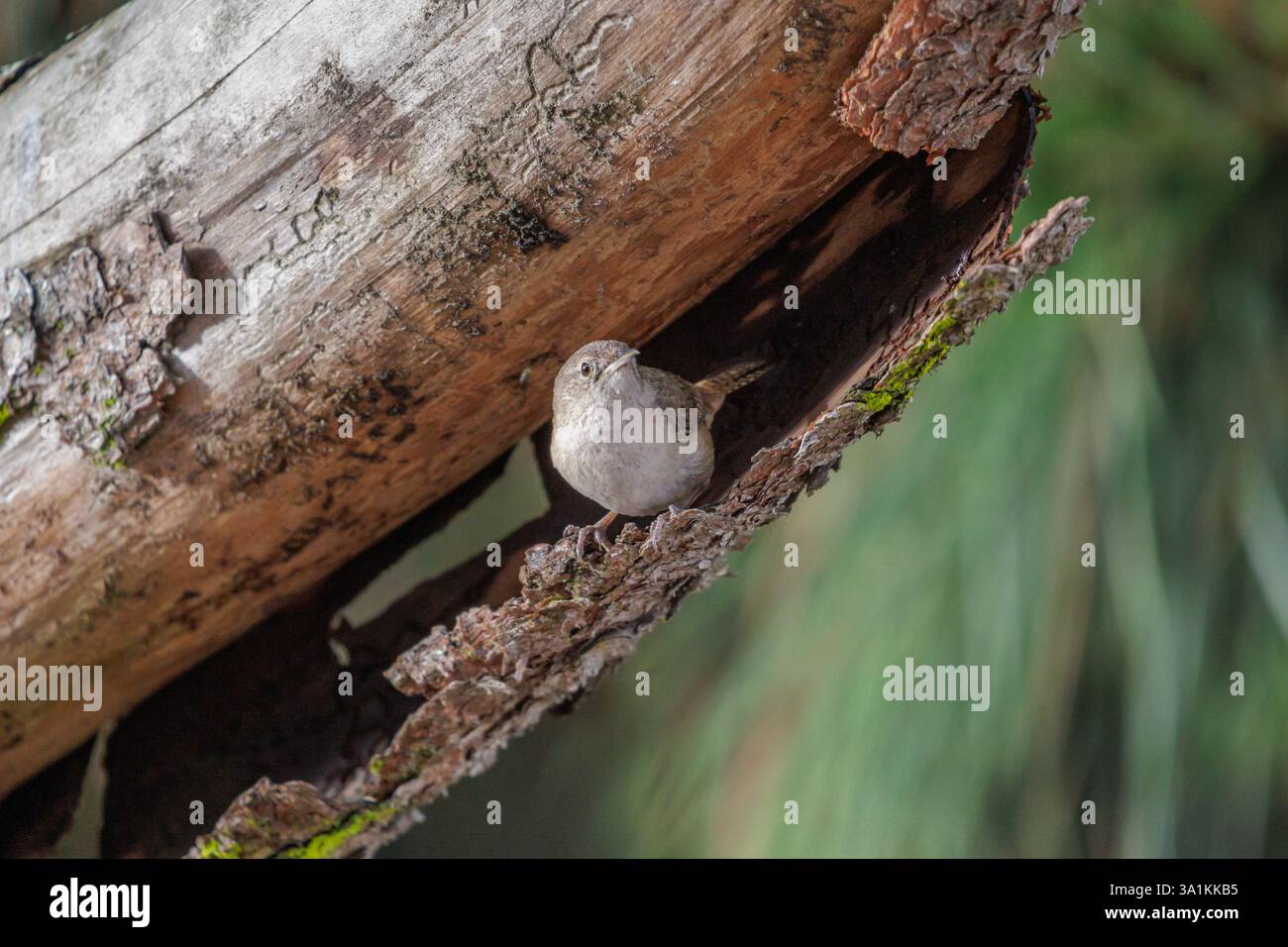Casa Wren (Troglodytes aedon) tra la corteccia di un albero. Foto Stock
