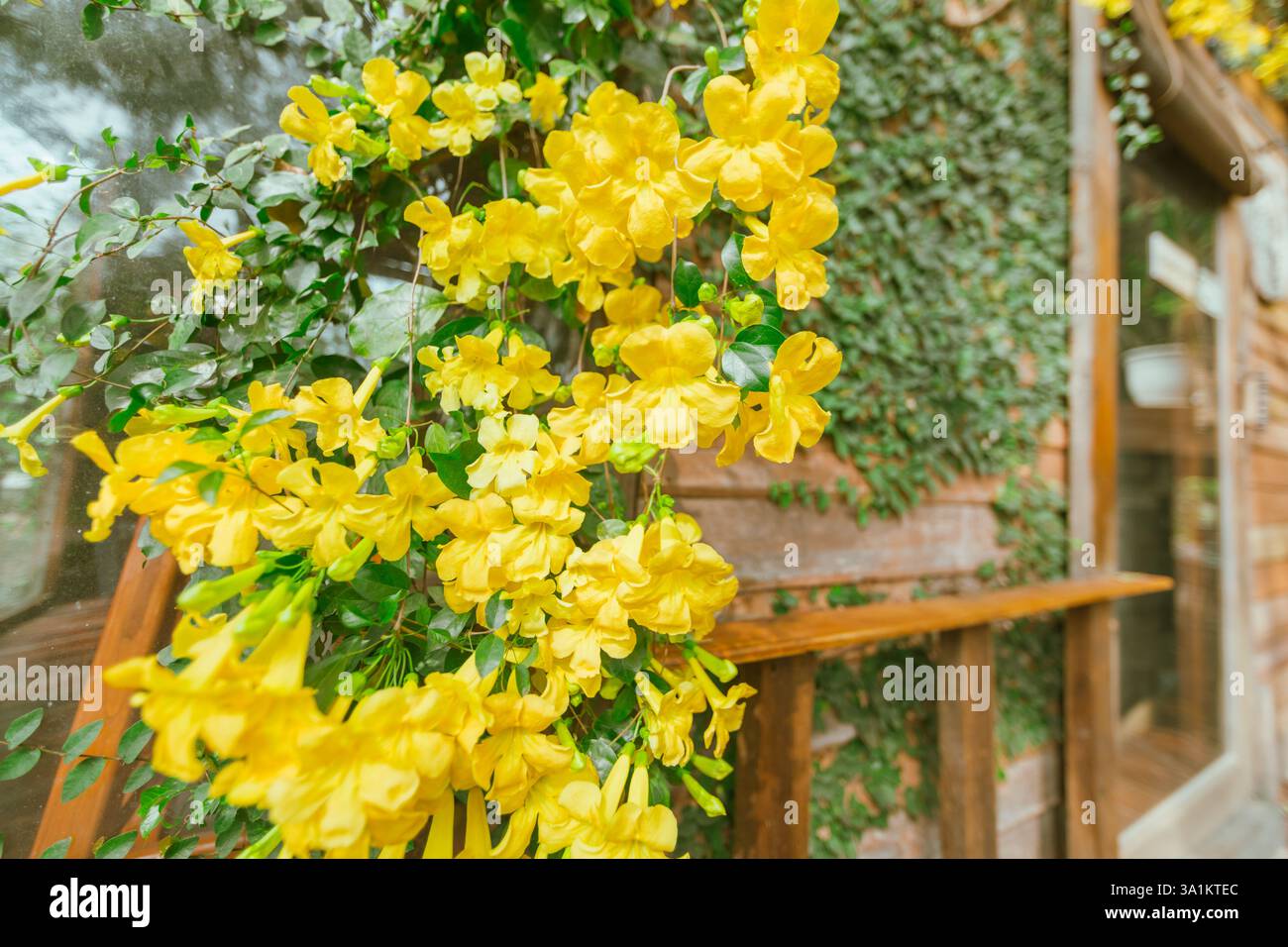 Primo piano i fiori di artiglio del gatto giallo fioriscono, fuoco selettivo Foto Stock