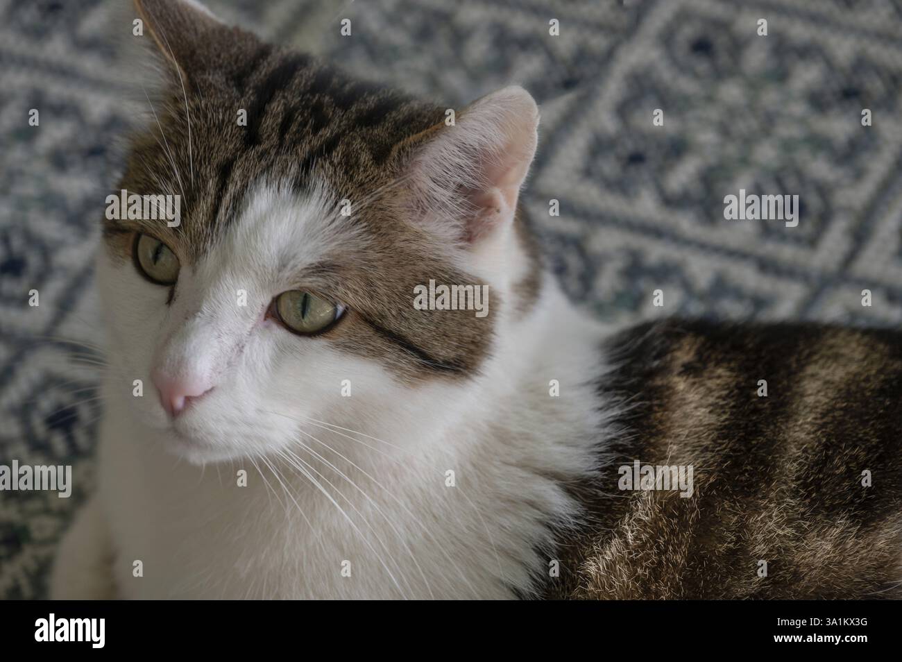 Ritratto di un gatto domestico (Felis catus), Baviera, Germania, Europa Foto Stock