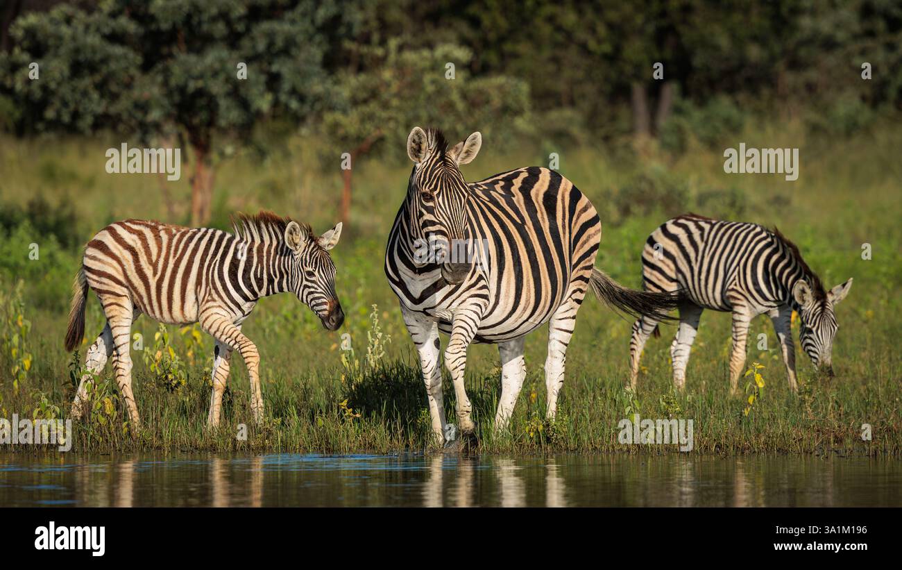 Zebra al pozzo d'acqua. Foto Stock
