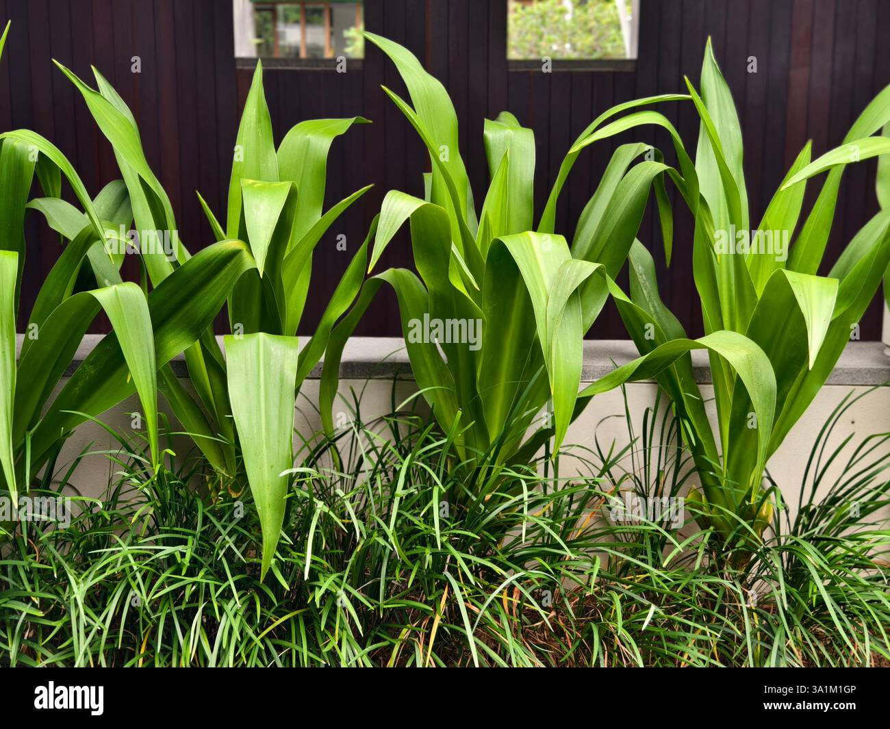 Crinum asiaticum piante tropicali come divisore naturale in un giardino paesaggistico Foto Stock
