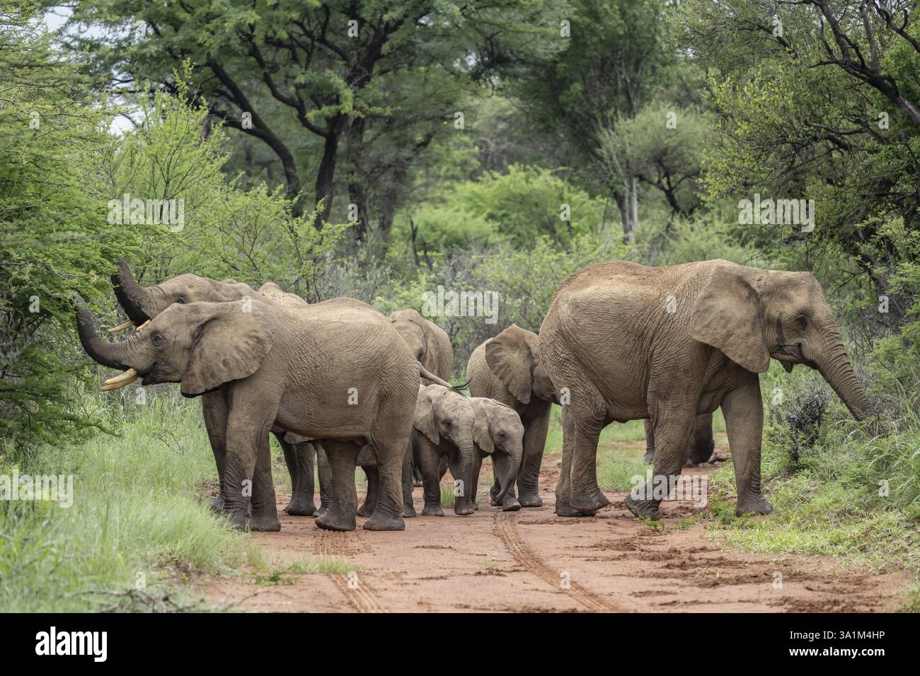 Branco di elefanti (Loxodonta africana) con giovani, Qwabi Private Game Reserve, Biosfera Reserve, Limpopo, Sudafrica, Africa Foto Stock