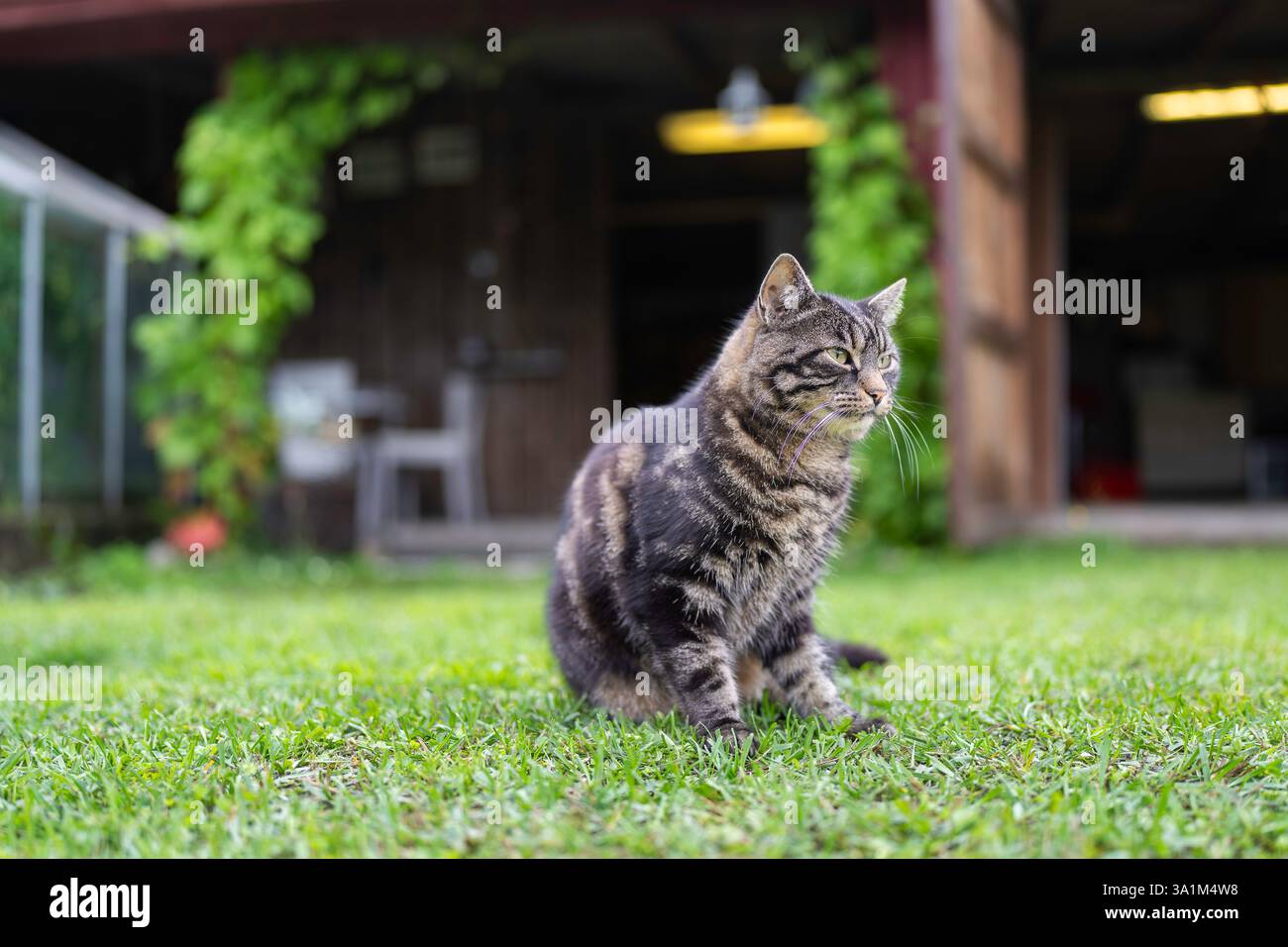 Gatto domestico con pelo corto seduto sull'erba. Gatto Tabby seduto su un prato verde. Foto Stock
