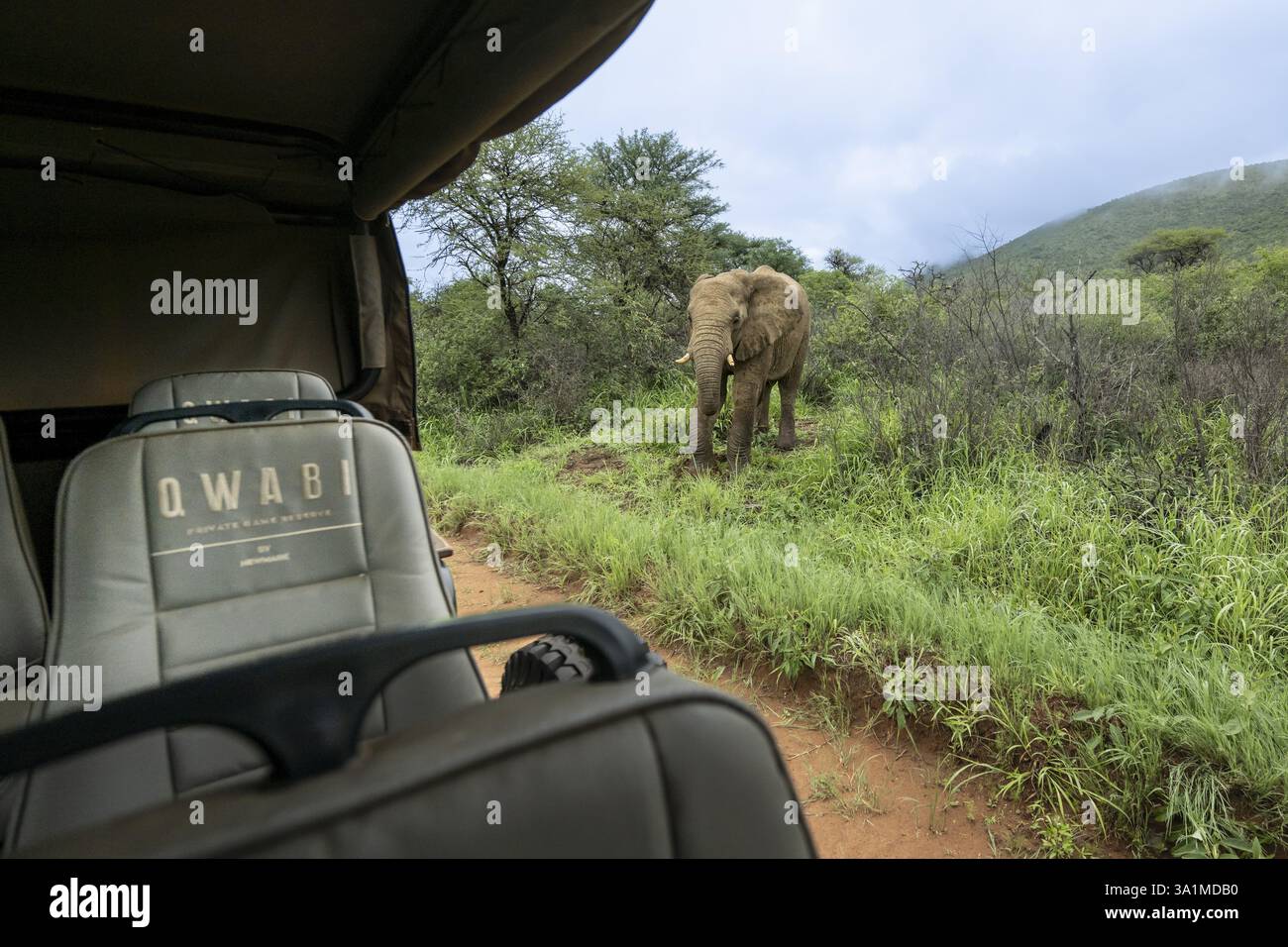 Elefante (Loxodonta africana) con veicolo safari in primo piano, Qwabi Private Game Reserve, Biosphere Reserve, Limpopo, Sudafrica, Africa Foto Stock