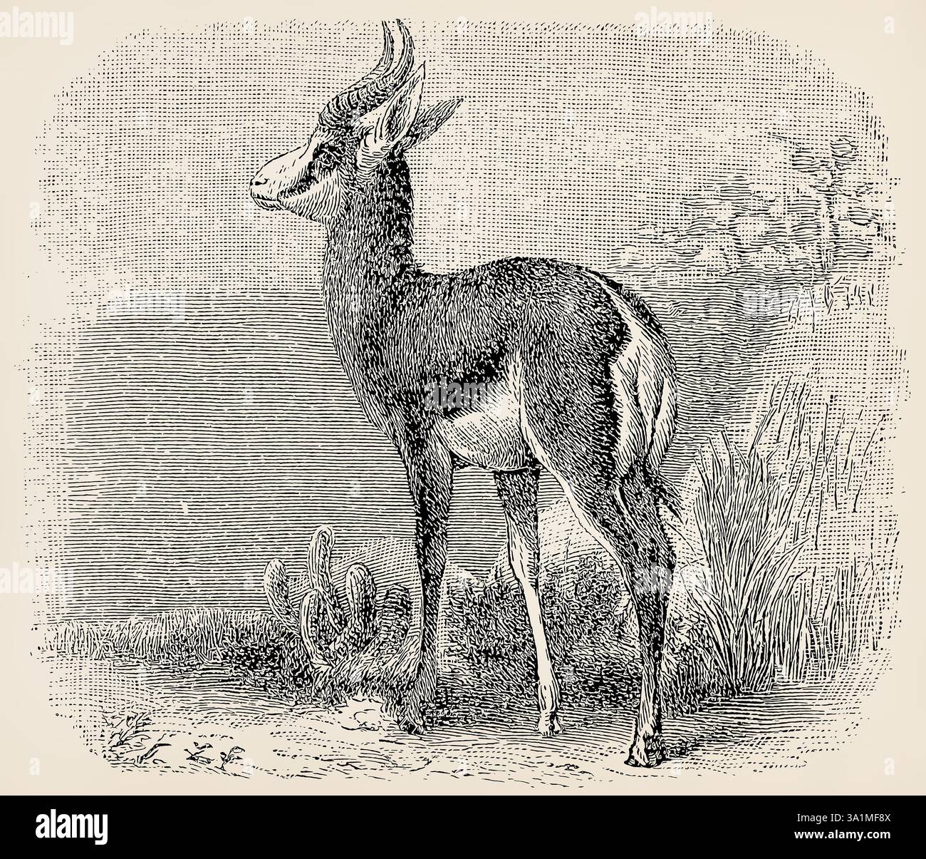 Lo springbok o lo springbuck (Antidorcas marsupialis). Illustrazione stilizzata antica. Foto Stock
