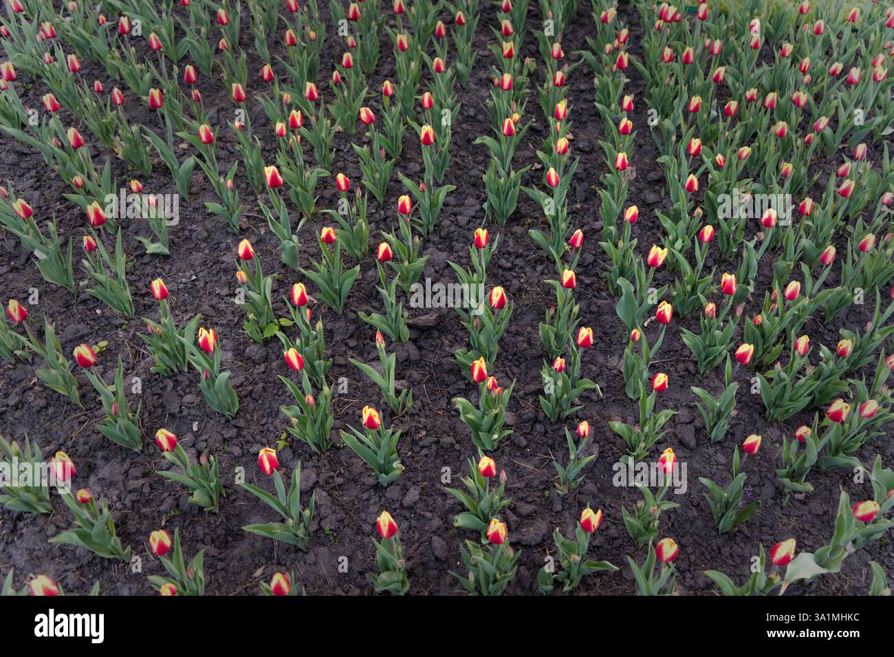 L'immagine raffigura file di giovani tulipani con fiori rossi e gialli che iniziano ad aprirsi, su uno sfondo di terreno ricco e scuro. Foto Stock