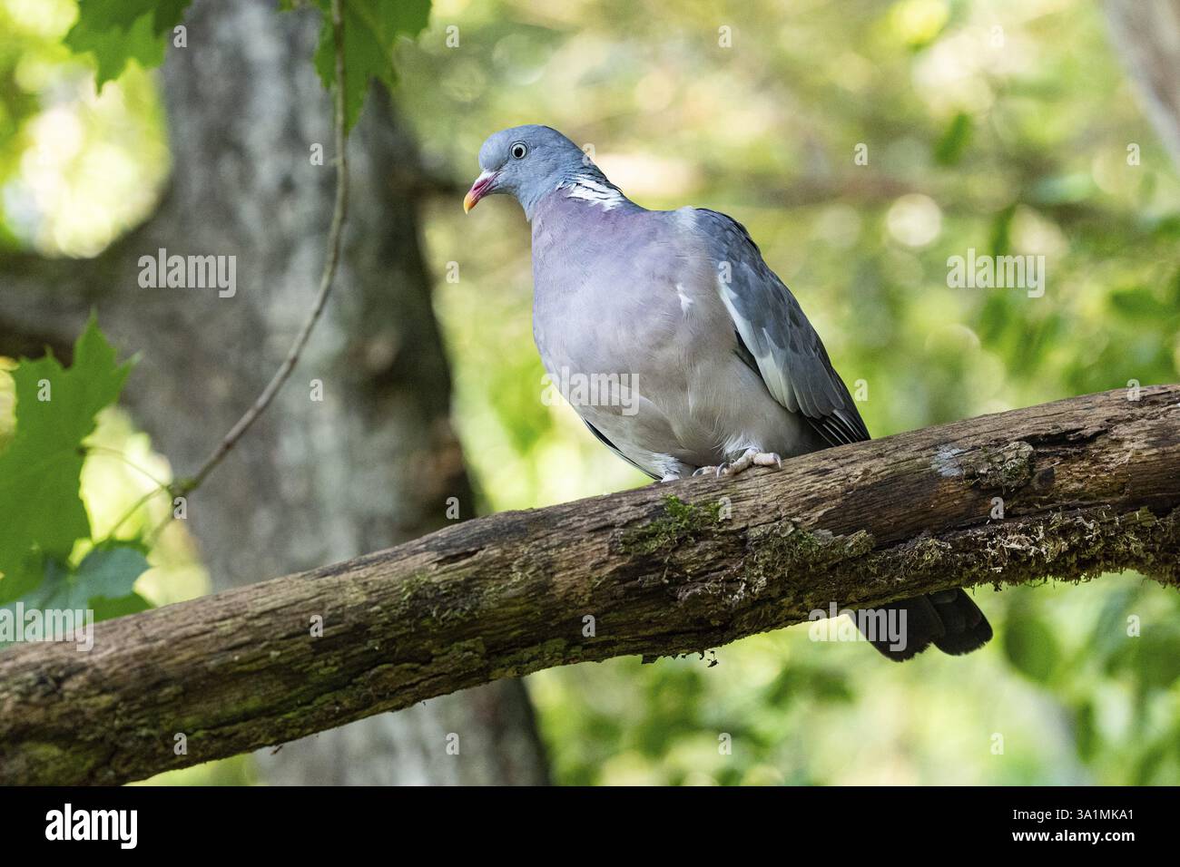 Woodpigeon (Columba palumbus) Germania Foto Stock