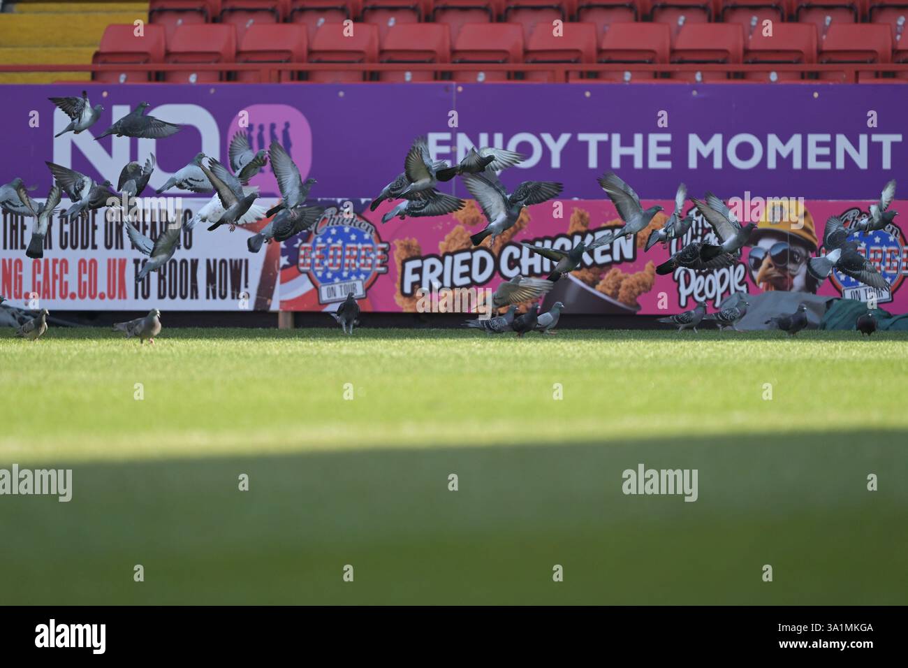 LONDRA Regno Unito - 9 marzo 2025: I piccioni prendono il volo durante la partita del Barclays Women's Championship tra Charlton Athletic Women e Blackburn Rovers alla Valley di Londra. Accreditare Keith Gillard/Alamy Live News Foto Stock