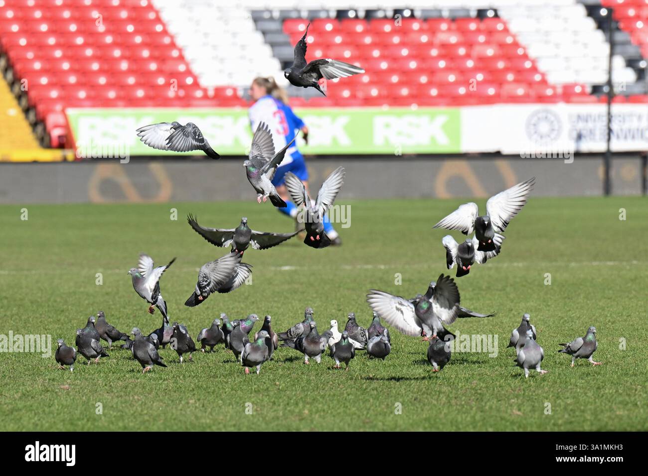 LONDRA Regno Unito - 9 marzo 2025: I piccioni prendono il volo durante la partita del Barclays Women's Championship tra Charlton Athletic Women e Blackburn Rovers alla Valley di Londra. Accreditare Keith Gillard/Alamy Live News Foto Stock
