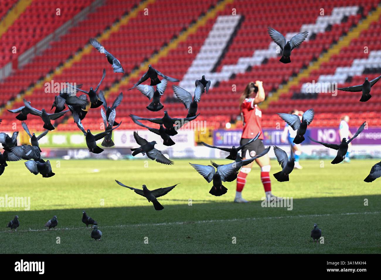 LONDRA Regno Unito - 9 marzo 2025: I piccioni prendono il volo durante la partita del Barclays Women's Championship tra Charlton Athletic Women e Blackburn Rovers alla Valley di Londra. Accreditare Keith Gillard/Alamy Live News Foto Stock