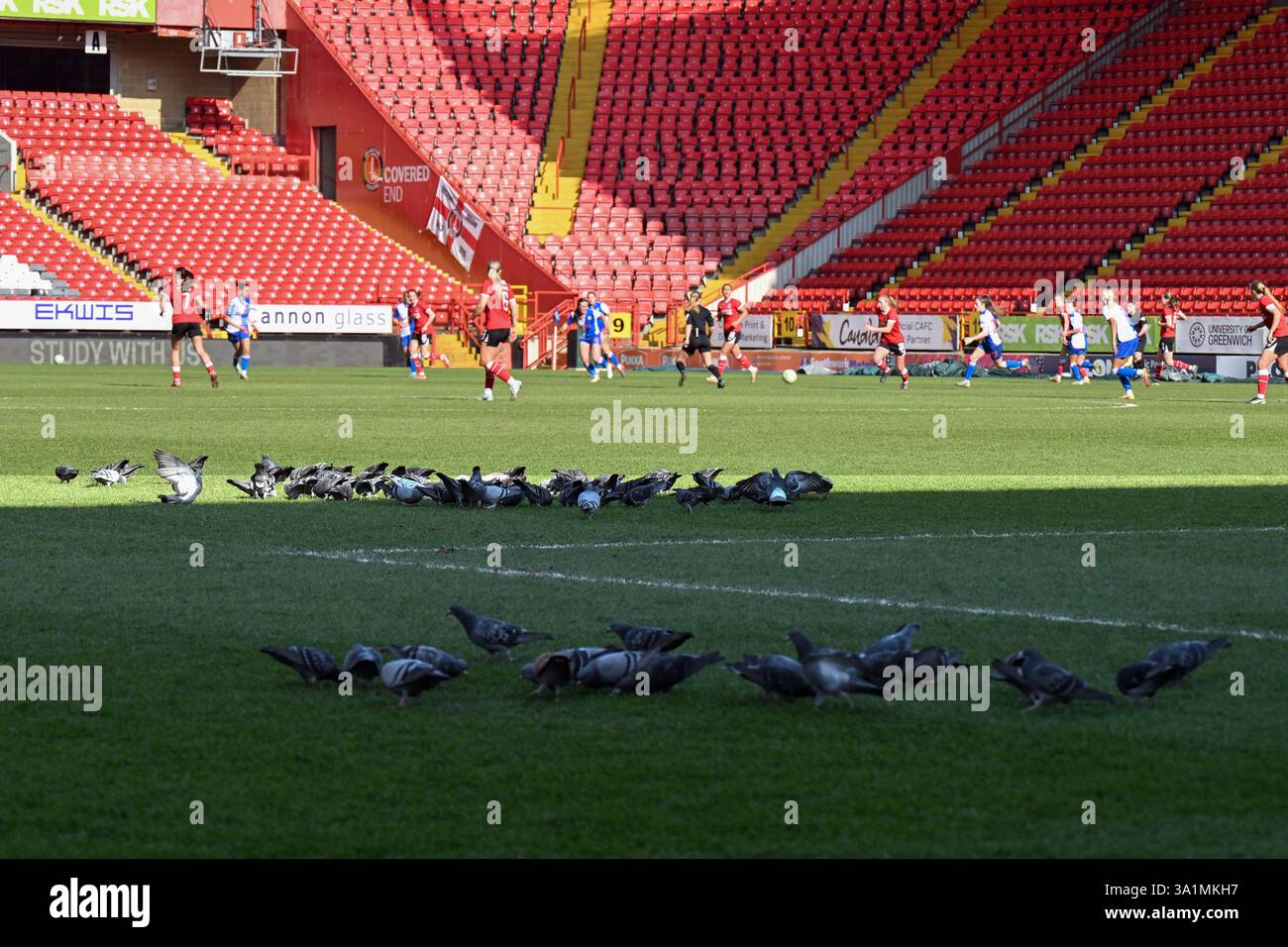 LONDRA Regno Unito - 9 marzo 2025: Piccioni pascolano in campo durante il Barclays Women's Championship match tra Charlton Athletic Women e Blackburn Rovers alla Valley di Londra. Accreditare Keith Gillard/Alamy Live News Foto Stock