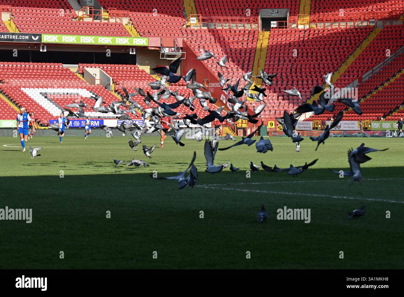 LONDRA Regno Unito - 9 marzo 2025: I piccioni prendono il volo durante la partita del Barclays Women's Championship tra Charlton Athletic Women e Blackburn Rovers alla Valley di Londra. Accreditare Keith Gillard/Alamy Live News Foto Stock