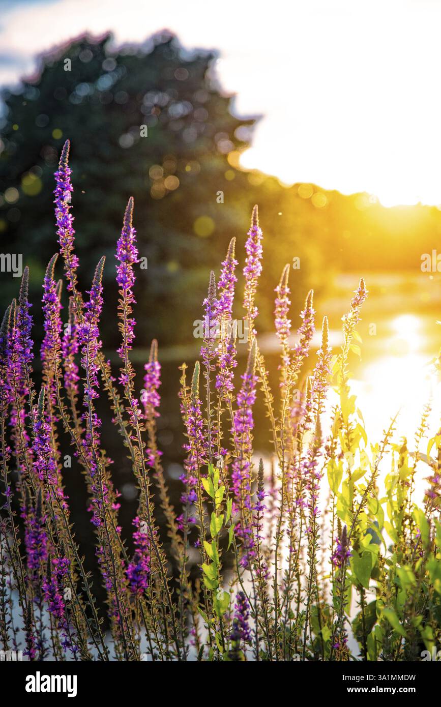 Bellezza estivo al tramonto sul fiume Hunte Foto Stock
