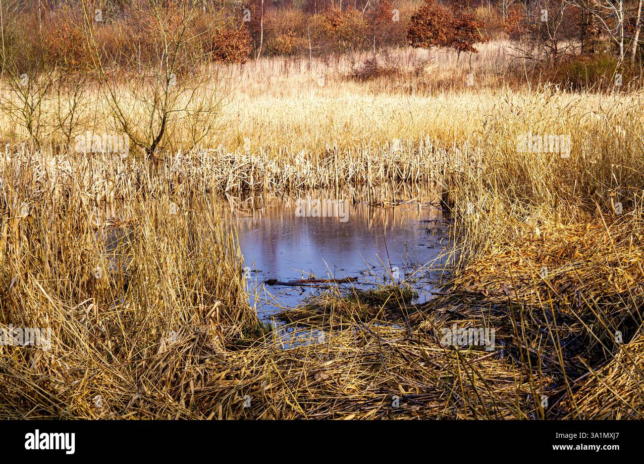 Dundee, Tayside, Scozia, Regno Unito. 9 marzo 2025. Meteo nel Regno Unito: Il clima di marzo è luminoso e mite al Dundee Trottick Mill Ponds and Nature & Wildlife Reserve offre bellezze naturali durante la stagione primaverile in Scozia. Crediti: Dundee Photographics/Alamy Live News Foto Stock