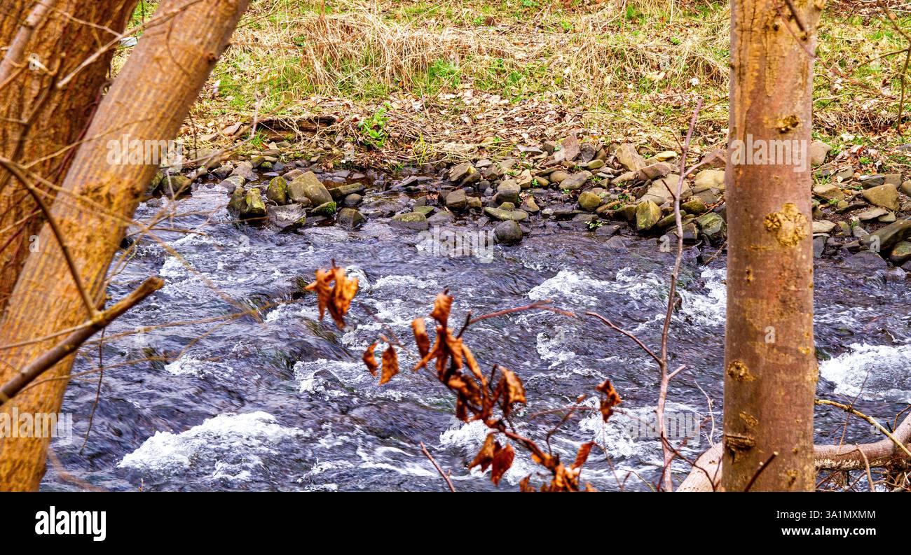 Dundee, Tayside, Scozia, Regno Unito. 9 marzo 2025. Meteo nel Regno Unito: Il clima di marzo è luminoso e mite al Dundee Trottick Mill Ponds and Nature & Wildlife Reserve offre bellezze naturali durante la stagione primaverile in Scozia. Crediti: Dundee Photographics/Alamy Live News Foto Stock