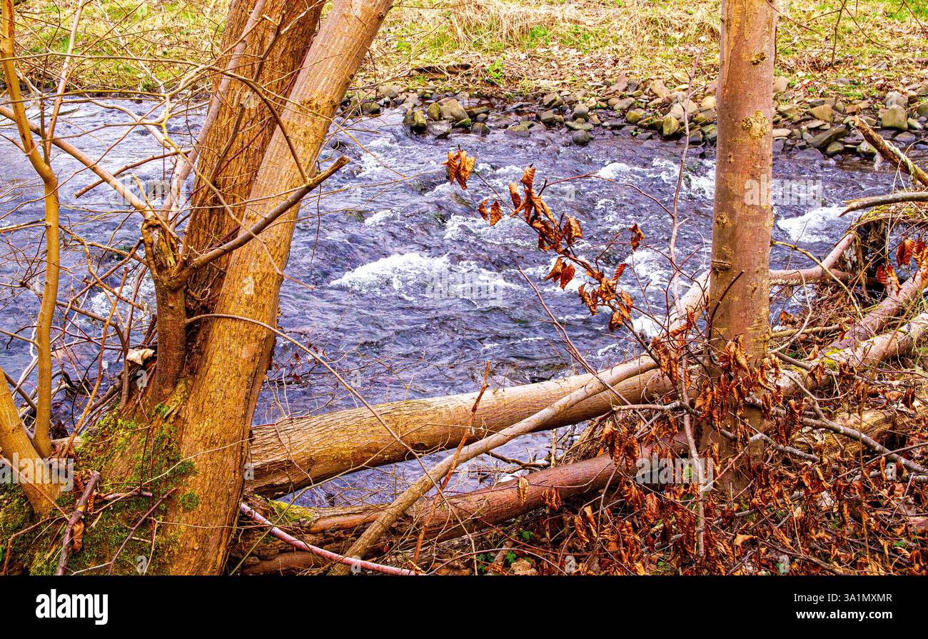 Dundee, Tayside, Scozia, Regno Unito. 9 marzo 2025. Meteo nel Regno Unito: Il clima di marzo è luminoso e mite al Dundee Trottick Mill Ponds and Nature & Wildlife Reserve offre bellezze naturali durante la stagione primaverile in Scozia. Crediti: Dundee Photographics/Alamy Live News Foto Stock