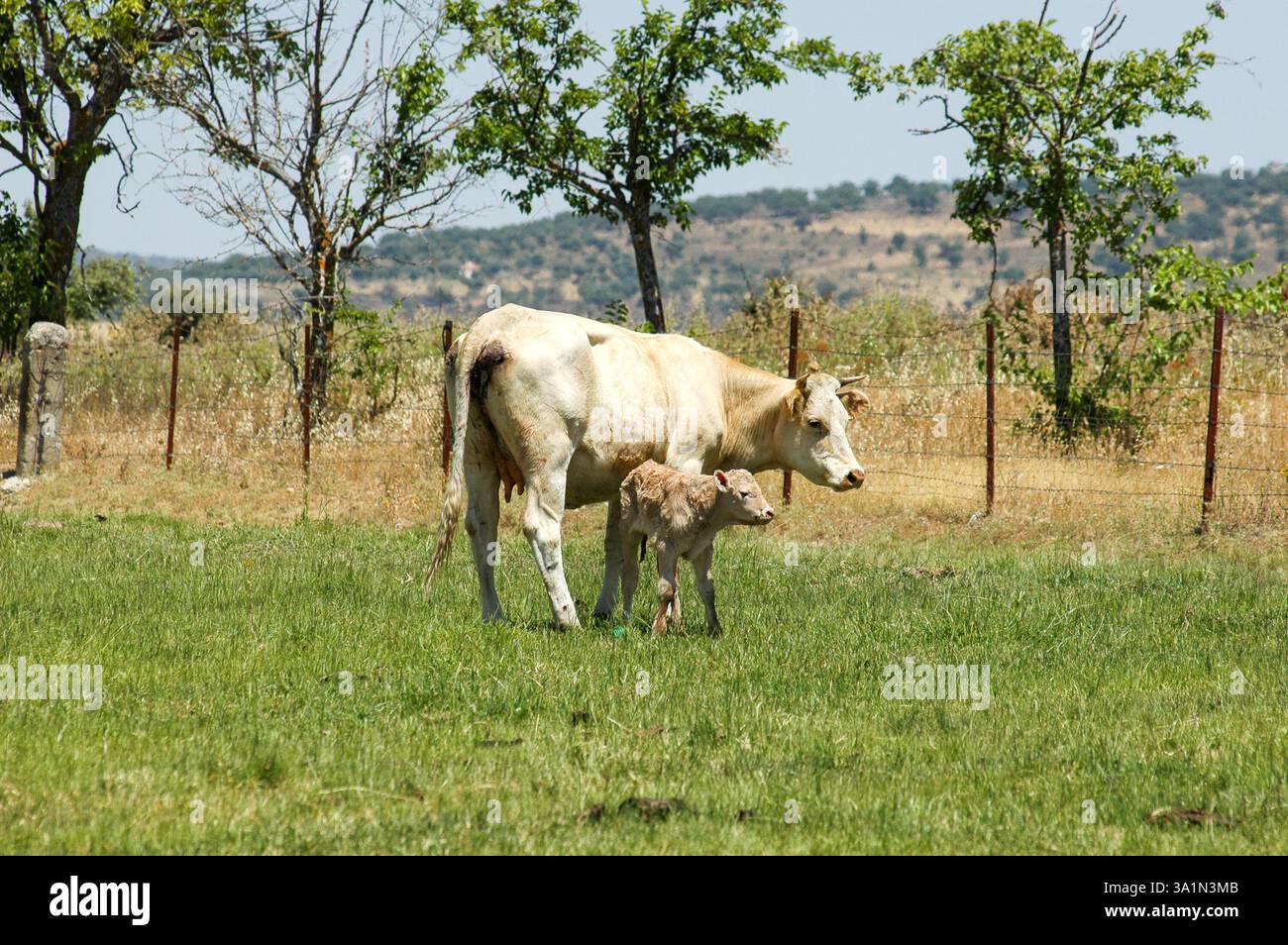 Vacca Blanca Cacerena che pascolano nel prato con il suo vitello Foto Stock