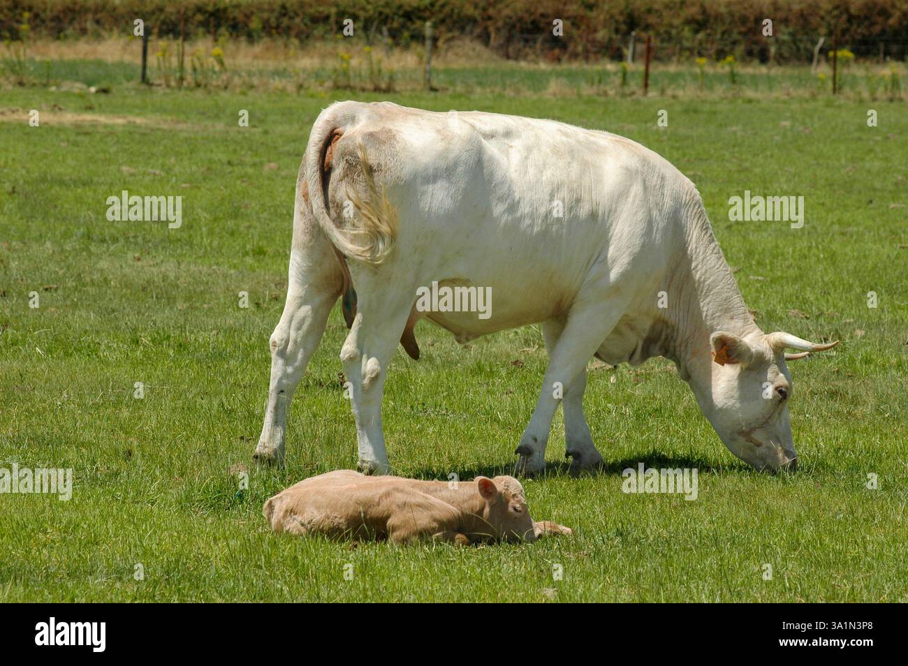 Vacca Blanca Cacerena che pascolano nel prato con il suo vitello Foto Stock