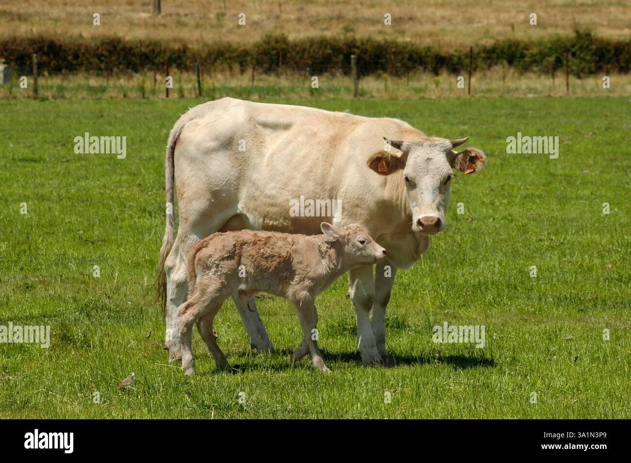Vacca Blanca Cacerena che pascolano nel prato con il suo vitello Foto Stock