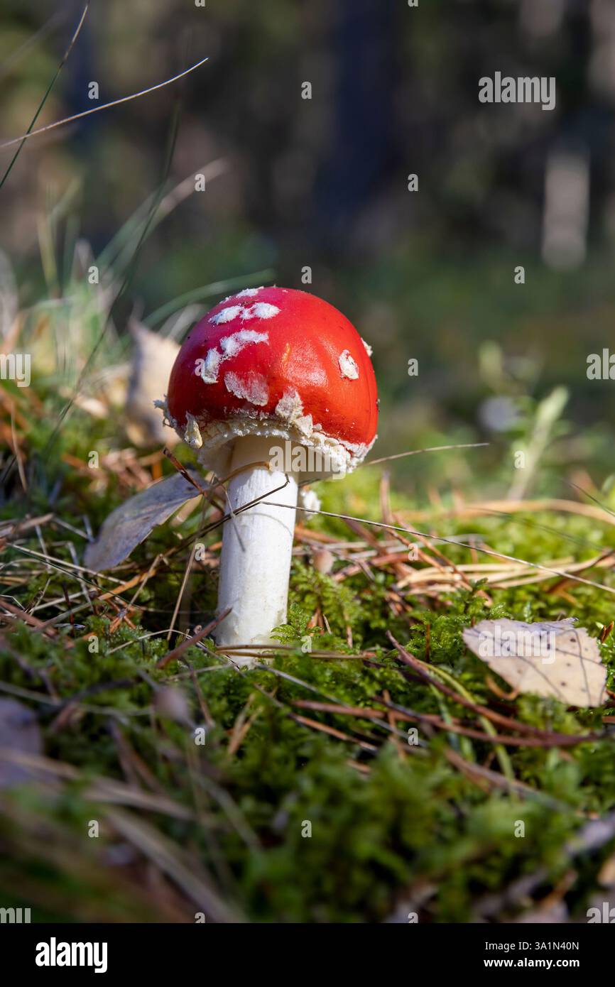 funghi velenosi mosca agarico che cresce nella foresta in autunno, pericoloso per la vita e la salute mosca rossa agarico nella foresta selvatica nel muschio e gra verde Foto Stock