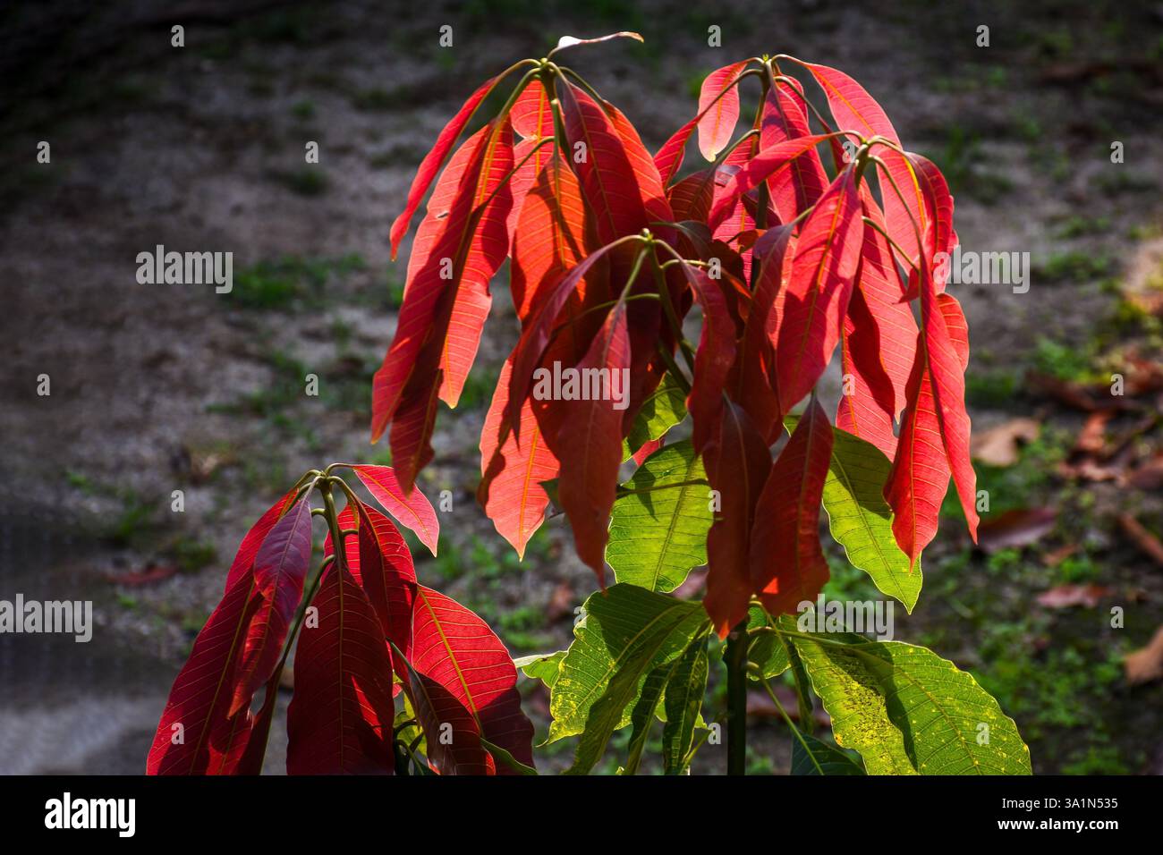 Foglie rosse vibranti che contrastano con il fogliame verde, evidenziate dalla luce del sole. Piante accattivanti su sottili texture di fondo rappresentano la bellezza Foto Stock