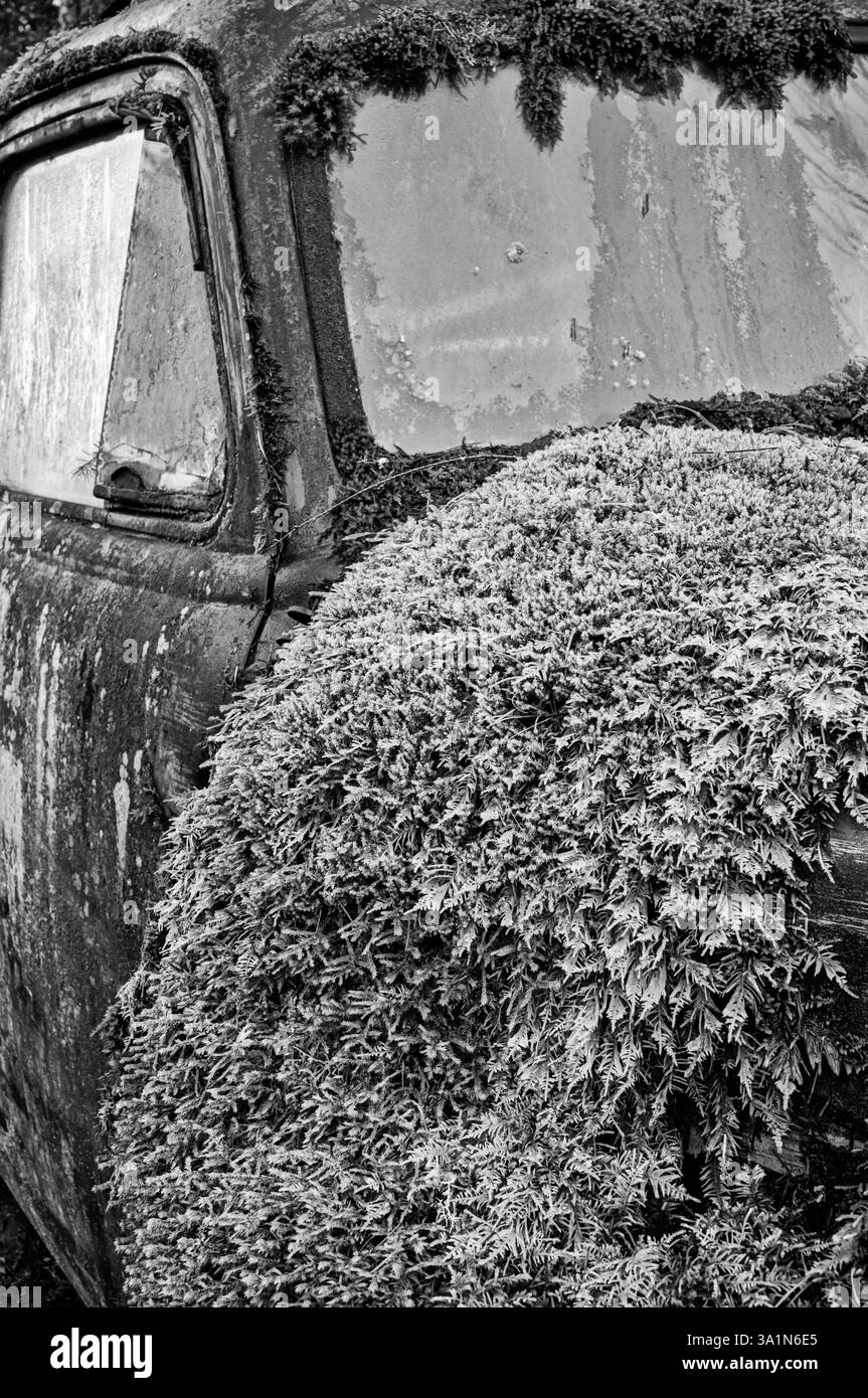 Uno strato morbido e profondo di muschio e licheni è cresciuto sul cofano di un vecchio camion abbandonato in una foresta. Foto Stock
