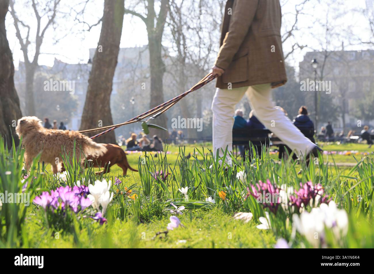 Il sole e i fiori primaverili si trovano in Russell Square, una grande piazza con giardino a Bloomsbury, Londra, Regno Unito Foto Stock
