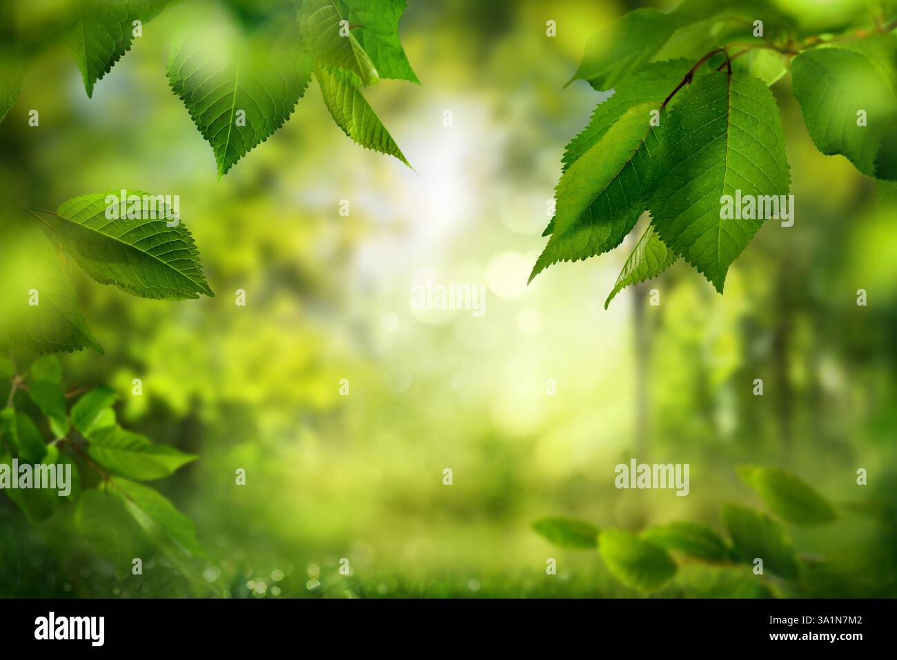 Sfondo naturale con foglie verdi in una foresta. Una scena tranquilla con foglie sui rami che incorniciano lo sfondo sfocato Foto Stock