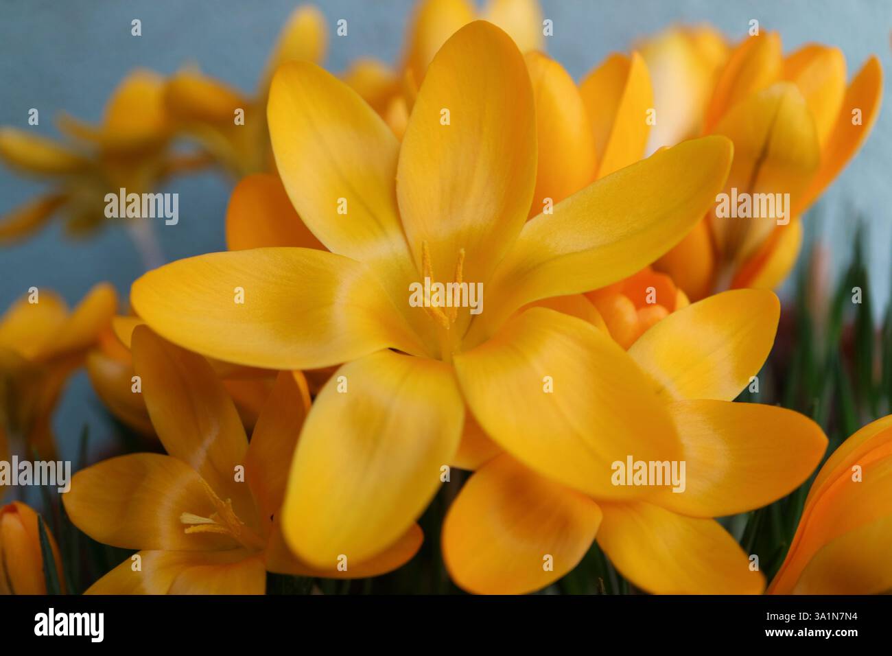 Crochi giallo scuro con petali e stami morbidi, croci gialli in fiore nel giardino, fiori, fiori primaverili macro, bellezza in natura, fiori floreali Foto Stock