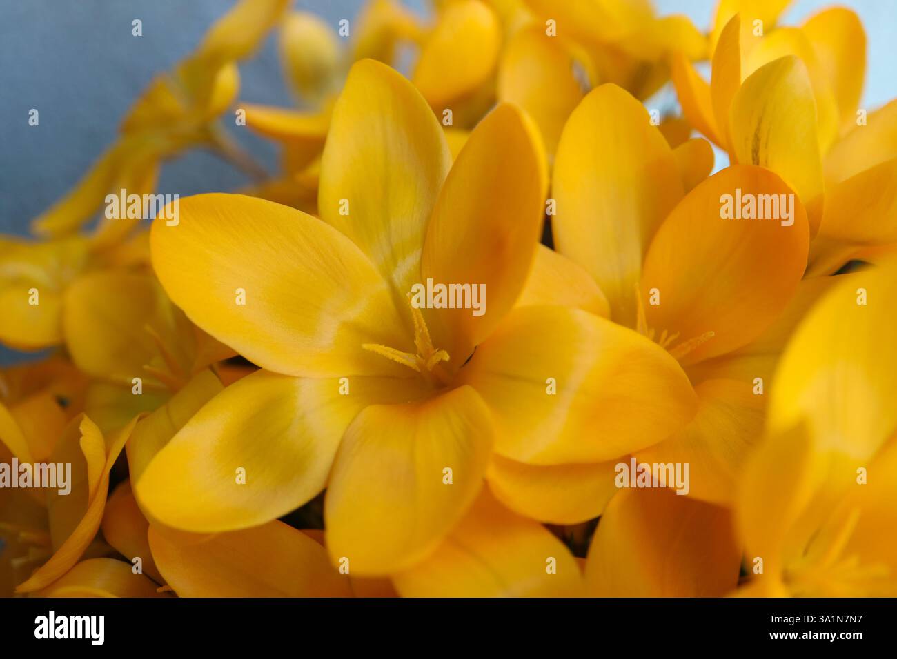 Crochi giallo scuro con petali e stami morbidi, croci gialli in fiore nel giardino, fiori, fiori primaverili macro, bellezza in natura, fiori floreali Foto Stock