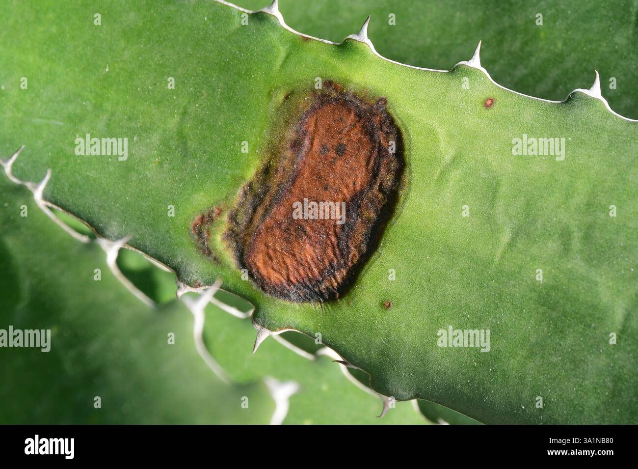 Clonas Sur Vareze, Isere, Francia. 7 marzo 2025. Ustioni fredde osservate su una pianta della famiglia delle Asparagaceae in un giardino. Asparagaceae, nota anche come famiglia degli asparagi, è una famiglia di piante da fiore dell'ordine Asparagales, che comprende un'ampia varietà di piante, tra cui piante da giardino comuni e piante da casa come gli asparagi (Credit Image: © Romain Doucelin/SOPA Images via ZUMA Press Wire) SOLO USO EDITORIALE! Non per USO commerciale! Foto Stock