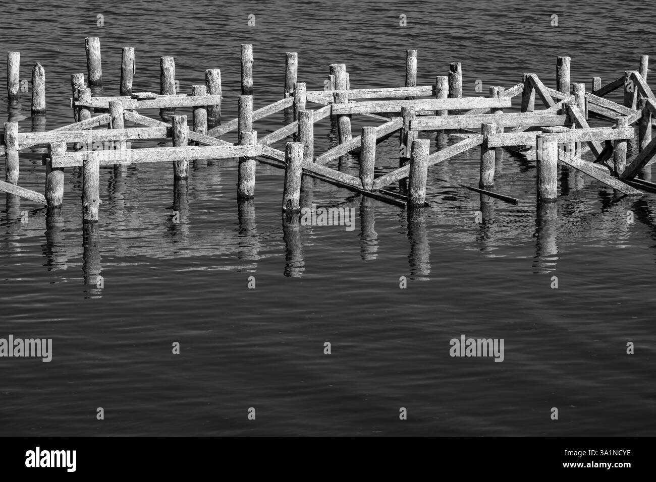 Acque in discesa - rivelati tronchi di legno Foto Stock
