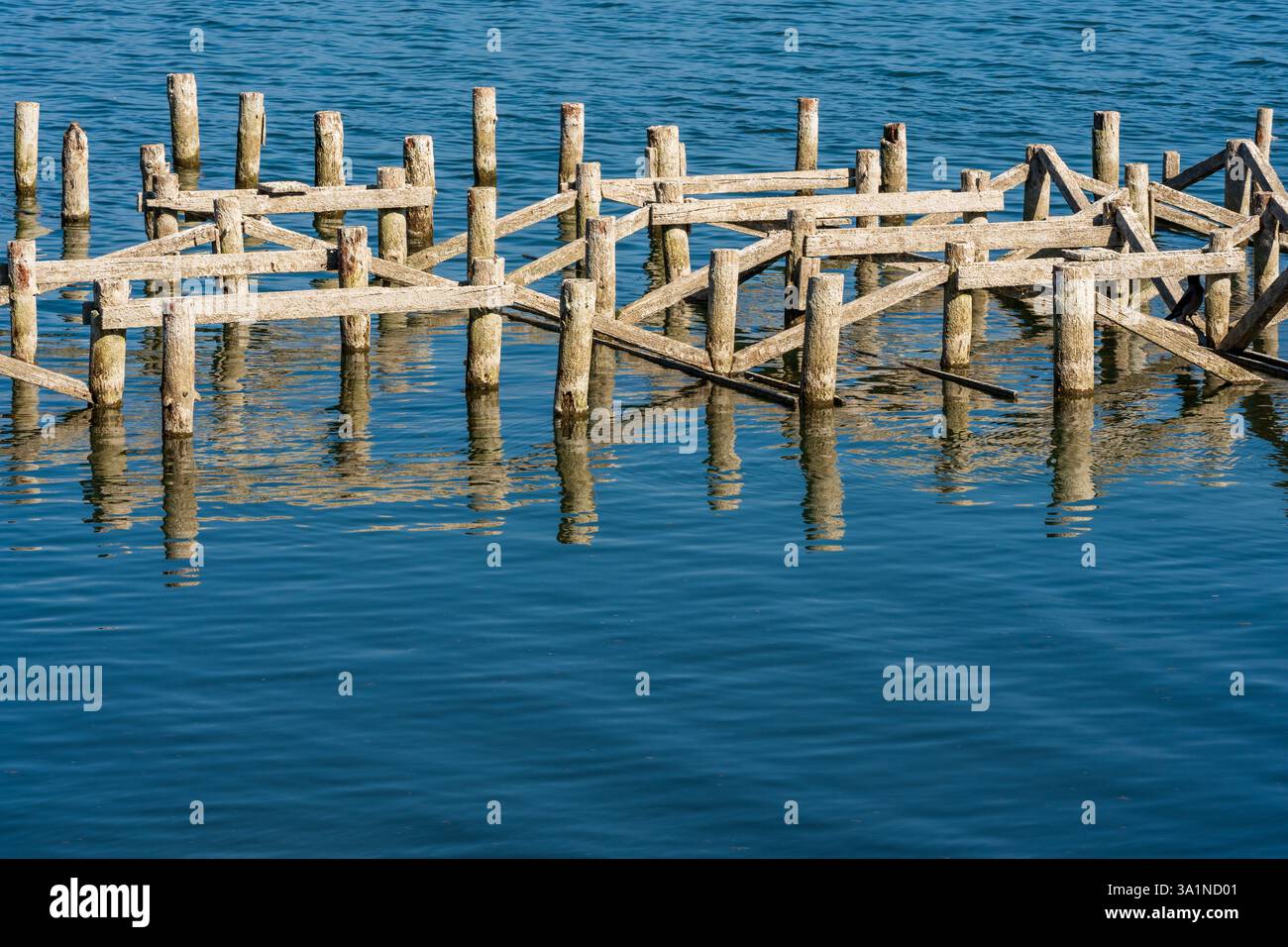 Acque in discesa - rivelati tronchi di legno Foto Stock