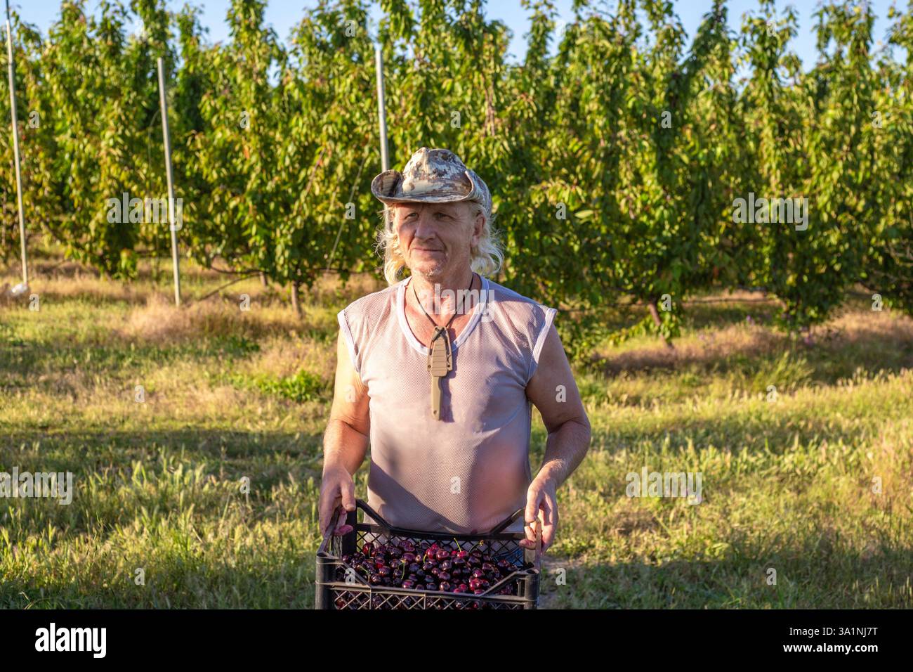 Un contadino porta con sé una scatola di ciliegie dolci mature raccolte in giardino. Raccolta di bacche. Foto Stock