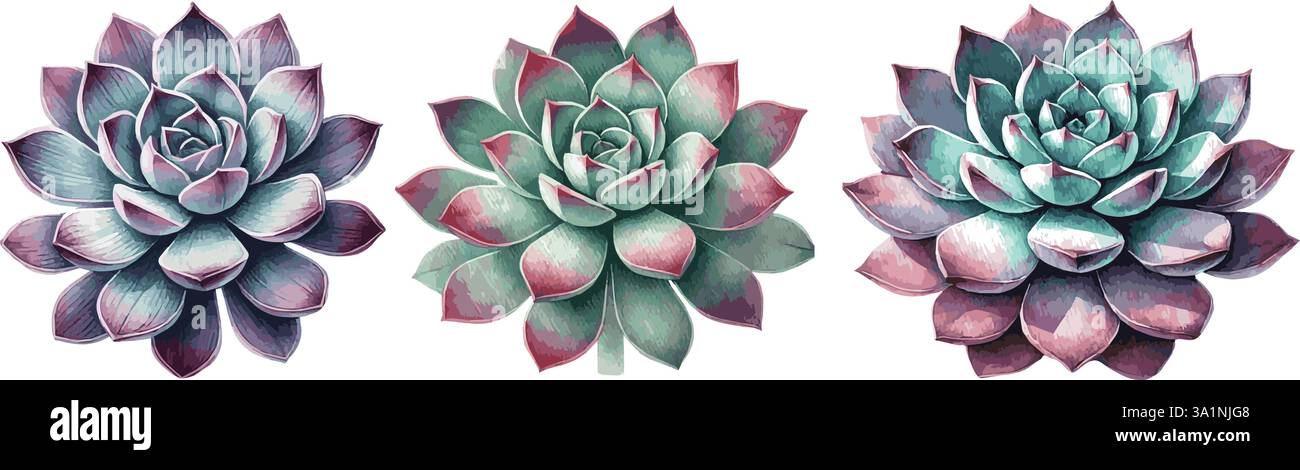 Set di illustrazioni vettoriali di acquerello di succulente Illustrazione Vettoriale