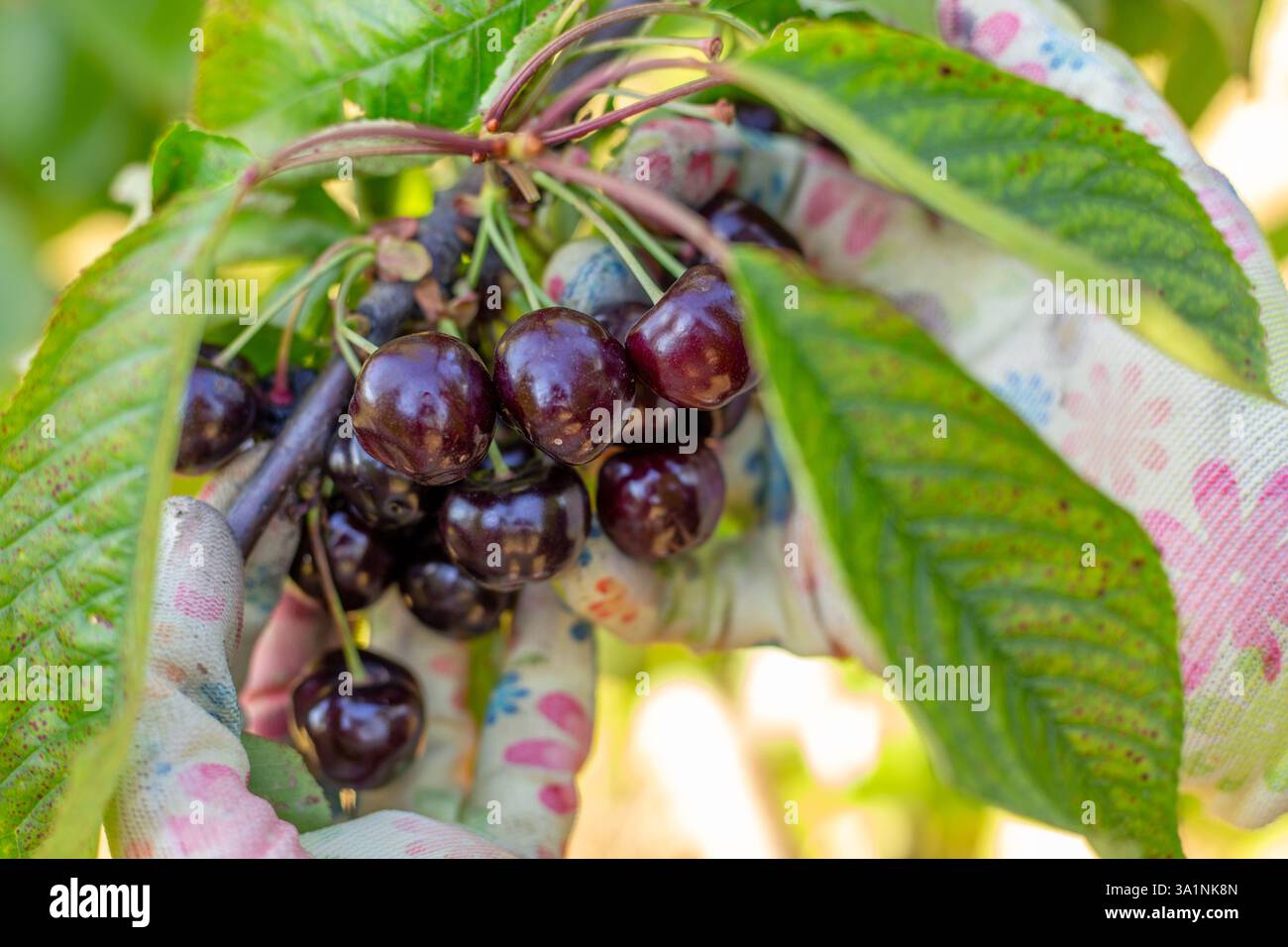 Un contadino raccoglie ciliegie mature dagli alberi nel suo giardino. Raccolta di bacche. Foto Stock