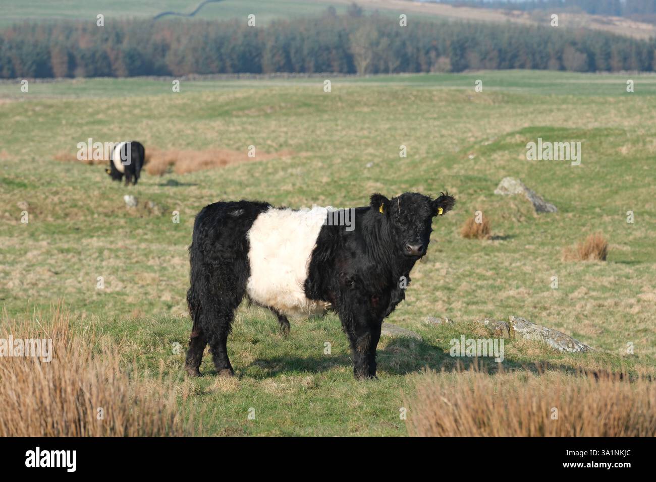 Bestiame di Galloway con cintura su pascolo grezzo vicino a Port William, Galloway, Scozia Foto Stock