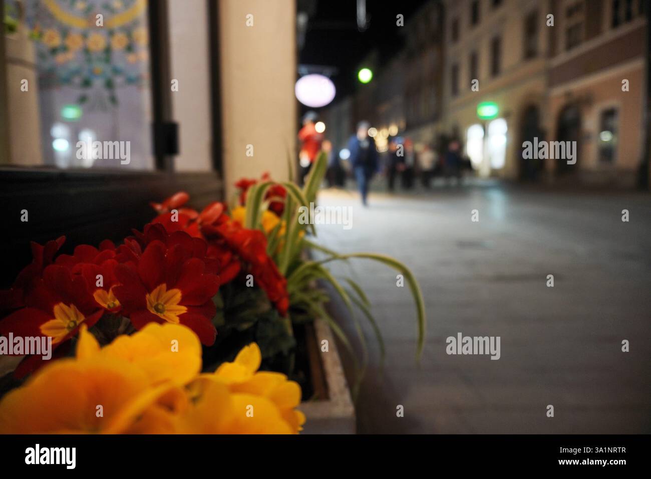 primo piano di fiori decorativi rossi e gialli in vasi per strada di notte. vita primaverile in città Foto Stock