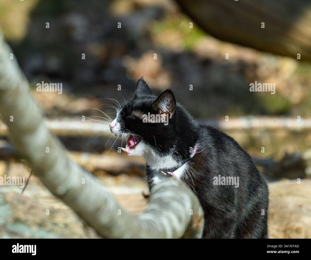 Un gatto bianco e nero è arroccato su un ramo d'albero, godendosi la luce del sole mentre sbadiglia. Lo sfondo mostra un ambiente boschivo sfocato con naturalezza Foto Stock