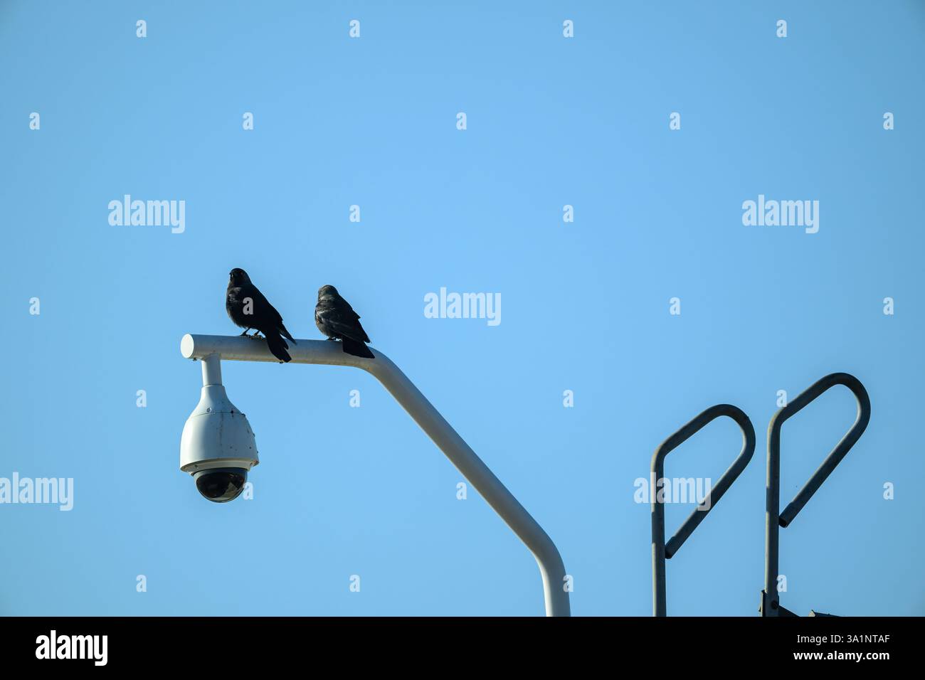 Due uccelli neri siedono su una telecamera di sorveglianza, uno leggermente più vicino alla telecamera. Il cielo blu brillante crea uno sfondo sereno durante una giornata di sole Foto Stock