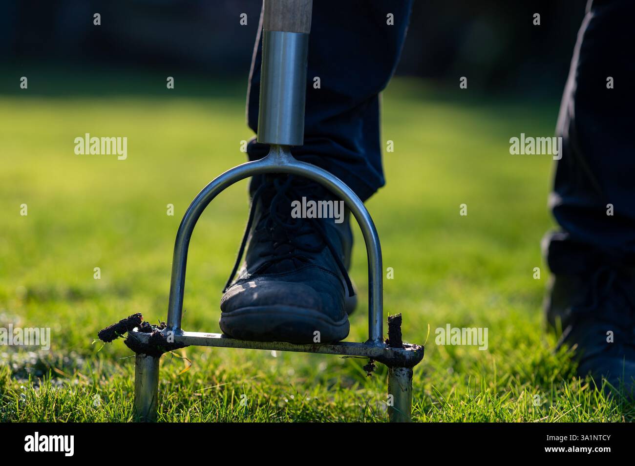 L'uomo utilizza un aeratore manuale in giardino per perforare i fori che migliorano la ventilazione del prato. Foto Stock